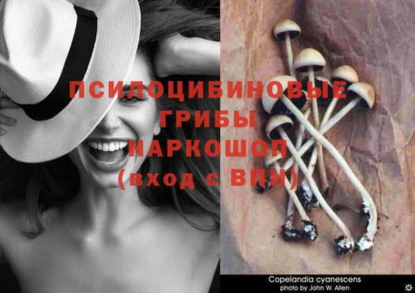 стафф Михайловск